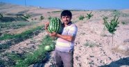 Geçimlerini Karpuzdan Sağlıyorlar