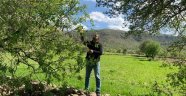Gercüş'te çağla hasadı başladı