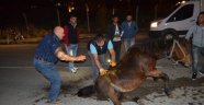 Hamile atı sokak ortasına ölüme terk ettiler