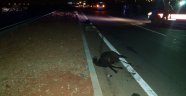 Hatay'da iki otomobil yoldaki keçilere çarptı: 13 küçükbaş hayvan telef oldu
