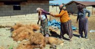 Hatay'da ahıra giren kurtlar koyunları telef etti