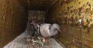 Havalandırma boşluğuna düşen güvercini itfaiye kurtardı