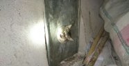 Haylaz kedinin yardımına itfaiye yetişti