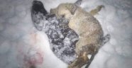 Hayvanlar donarak can veriyor