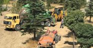Hekimhan Belediyesi yol çalışma alanındaki ağaçları taşıyor