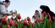 Hollanda'da Ulusal Lale Günü'ne yoğun ilgi