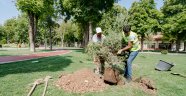 Hürriyet Parkına ağaç dikimi