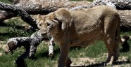 İki haftada 23 aslan telef oldu