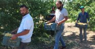 İlçeyi kalkındıran 1 milyon ağaçta "kayısı hasadı"