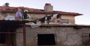 İnek çatıda mahsur kaldı