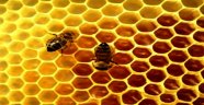 İnönü Üniversitesinde Bal Üretimi