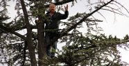 İş bulamayınca ağaca çıktı