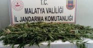 Kaçak kenevir ele geçirildi