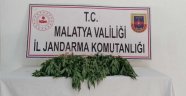 Kaçak kenevirden bir gözaltı