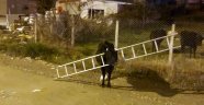 Kafasını merdivene sıkıştıran ineği itfaiye kurtardı