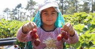 Kahramanmaraş'ta çilek hasadı