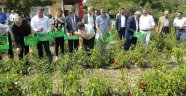 Kapya biber hasadı başladı
