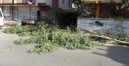 Kartal'da ağaç devrildi bir araç zarar gördü
