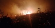 Kaş'ta zeytinlik ve makilik alan yangını