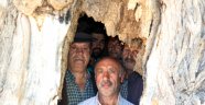 Kavak ağacının kovuğuna 5 kişi sığdı