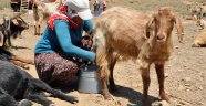 Kavurucu sıcakta süt sağımı