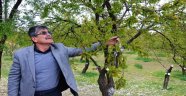 Kayısı Bu Yıl da Dondan Zarar Gördü