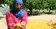 Kayısı üreticilerinin yüzü gülüyor