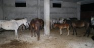 Kesime hazır 16 tane at ele geçirildi