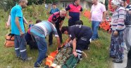 Kestane toplamaya gitti yaban arısı saldırısına uğradı