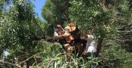 Kestiği ağaç üzerine düştü