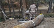 Kestiği ağacın altında kalarak öldü