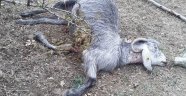 Kırkağaç'ta çakallar 15 keçiyi telef etti