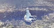 Kırsala bırakılan köpekler açlıktan öldü