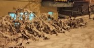 Kızılcahamam'da yoğun kar nedeniyle ağaçlar devrildi