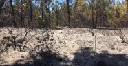 Kocaeli'de 20 dönüm ormanlık alan küle döndü