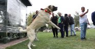 Konya'da çoban köpekleri yarıştı