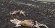 Köye inen kurtlar büyükbaş hayvanları telef etti