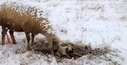 Koyun kar üzerinde doğum yaptı