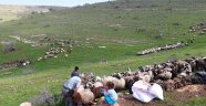 Koyun kuduz çıktı hayvanların köye giriş çıkışları yasaklandı