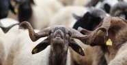 Kurban alırken dikkat