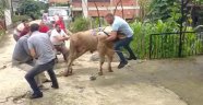 Kurbanlık boğa boynuzlarını tutan şahsı böyle savurdu