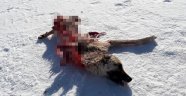 Kurtlar aynı mezraya ikinci kez saldırdı yine bir köpeği telef etti