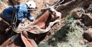 Kuyuya düşen inek kurtarıldı