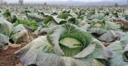 Lahana pazarda 7 lira, tarlada 35 kuruş
