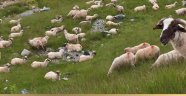 Malatya Büyükşehir'den kurban kesim kursu