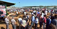 Malatya'da Canlı Hayvan Pazarında Hareketlilik Sürüyor