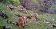Malatya'da fotokapan ayı yakaladı