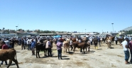 Malatya kurbanlık satışlarından memnun