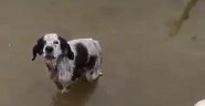 Malatya'da havuzda mahsur kalan köpek kurtarıldı