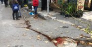 Manisa'da cinayet: 1 ölü